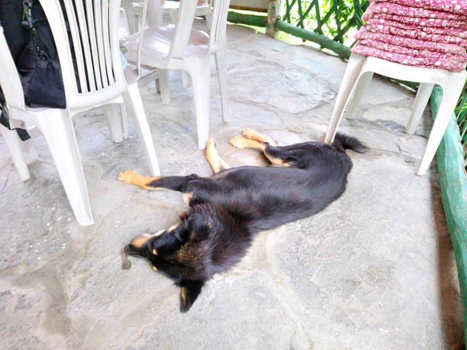 Finally reached a place to have lunch and greeted by this doggie...
